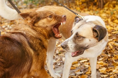 Maryland dog bite lawyer
